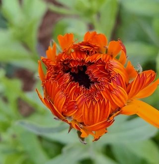 semi Calendula Red Jewel dark center NEW