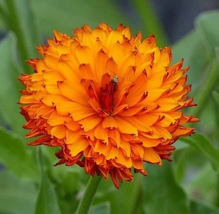 semi Calendula Red Jewel dark center NEW