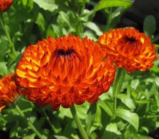 semi Calendula Red Jewel dark center NEW