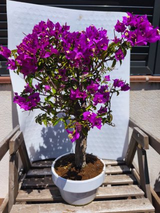 Bonsái Buganvilla Morada