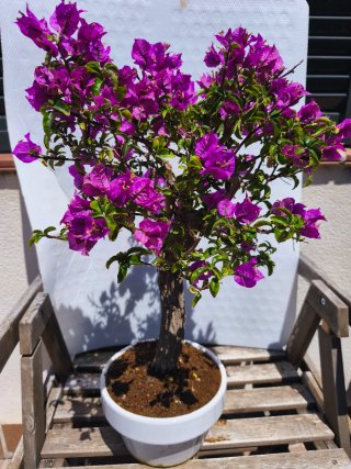 Bonsái Buganvilla Morada