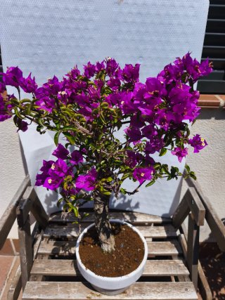 Bonsái Buganvilla Morada