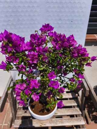 Bonsái Buganvilla Morada