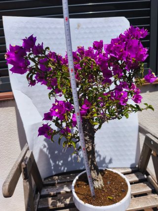 Bonsái Buganvilla Morada