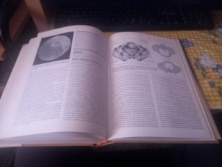 Enciclopedia de medicina y enfermería Mosby