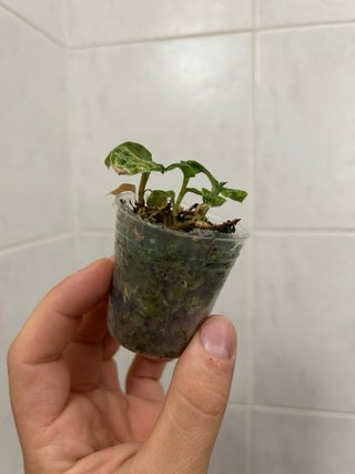 Macodes petola orchidea gioiello