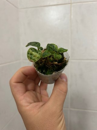 Macodes petola orchidea gioiello