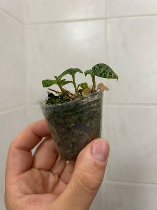 Macodes petola orchidea gioiello