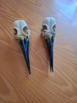 2 Teschi di Corvo in Resina