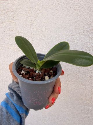 Orquídea Phalaenopsis Alberto Pato