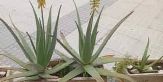 Plantas de Aloe Vera