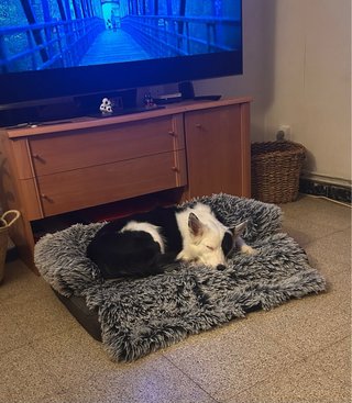 CUIDADO DE MASCOTAS – BLANES Y ALREDEDORES