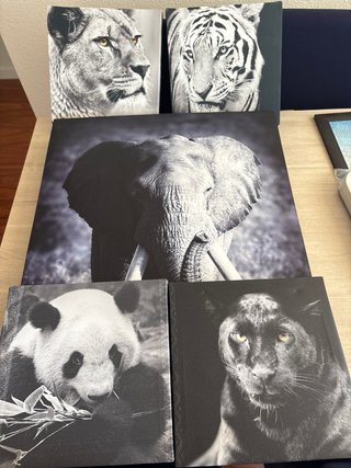Cuadros Decorativos Animales