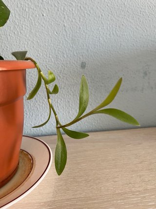 3 esquejes de planta