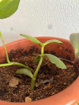 3 esquejes de planta