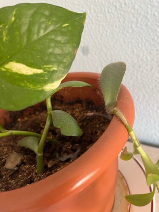 3 esquejes de planta