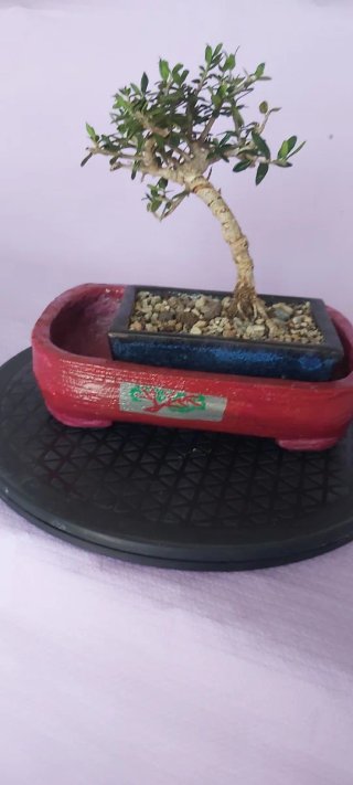Vaso Bonsai "Tree"