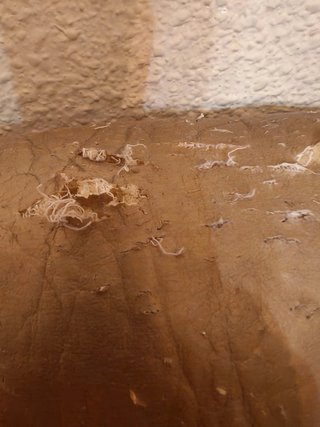 Cabecero tapizado y 2 apliques dorados