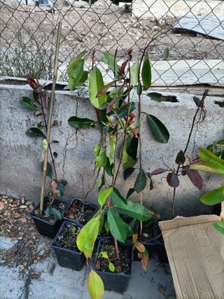 Photinias 50-70 cm