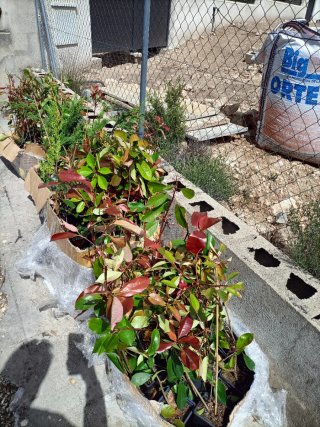 Photinias 50-70 cm