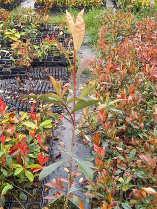 Photinias 50-70 cm