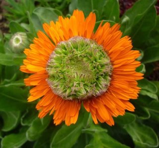 semi Calendula Green Heart Mix