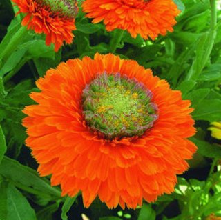 semi Calendula Green Heart Mix