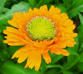 semi Calendula Green Heart Mix