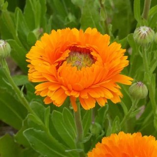 semi Calendula Green Heart Mix