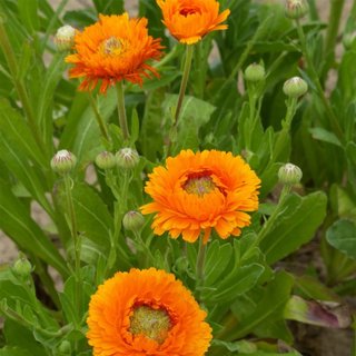 semi Calendula Green Heart Mix