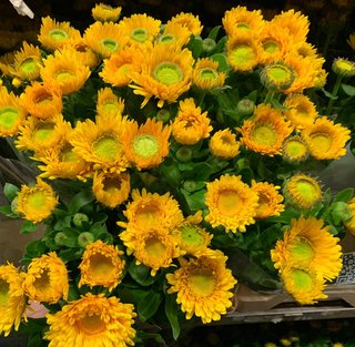 semi Calendula Green Heart Mix