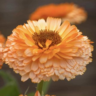 semi Calendula Pink Surprise - Pastello