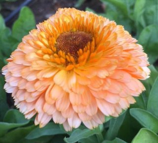 semi Calendula Pink Surprise - Pastello