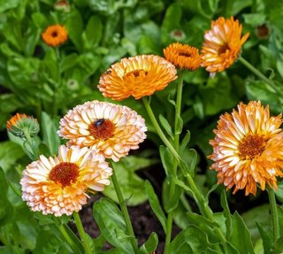 semi Calendula Pink Surprise - Pastello