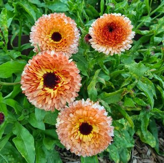 semi Calendula Pink Surprise - Pastello