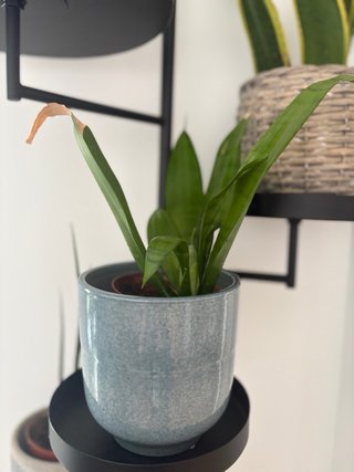 Colección plantas variadas de interior