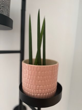 Colección plantas variadas de interior