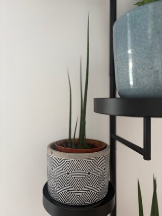 Colección plantas variadas de interior