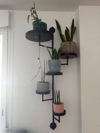Colección plantas variadas de interior