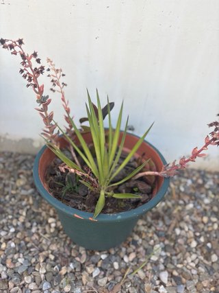 Coleccion plantas de exterior variadas en maceta
