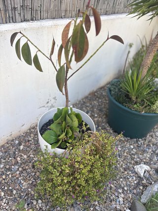 Coleccion plantas de exterior variadas en maceta