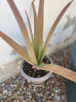 Coleccion plantas de exterior variadas en maceta