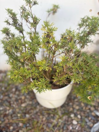 Coleccion plantas de exterior variadas en maceta
