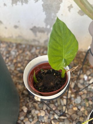 Coleccion plantas de exterior variadas en maceta