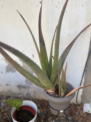 Coleccion plantas de exterior variadas en maceta