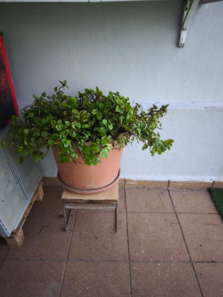 Planta de dinero en maceta de unos 45*40