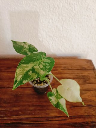 Alocasia Gagaena Ghost Variegata