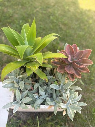 Conjunto plantas Aeonium y Agave y Stachys