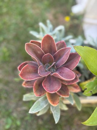 Conjunto plantas Aeonium y Agave y Stachys