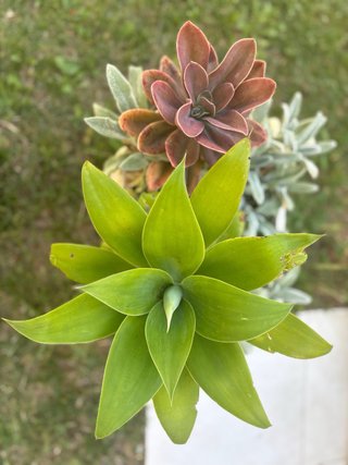 Conjunto plantas Aeonium y Agave y Stachys